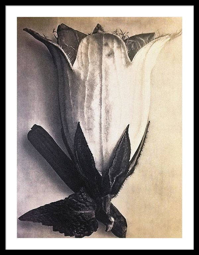 Herbarium, Plate 4, c1920 / Art Photo - Framed Print