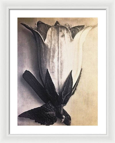 Herbarium, Plate 4, c1920 / Art Photo - Framed Print