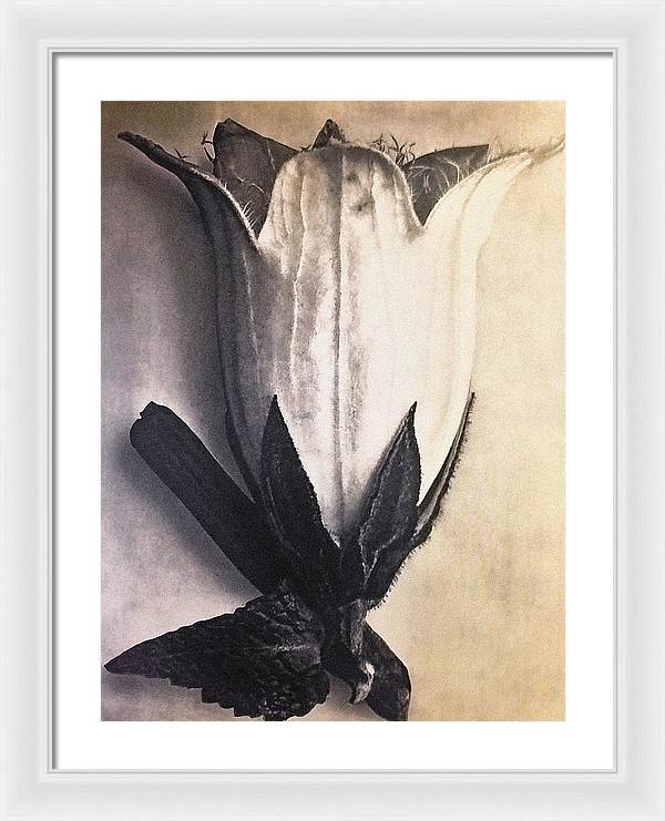 Herbarium, Plate 4, c1920 / Art Photo - Framed Print