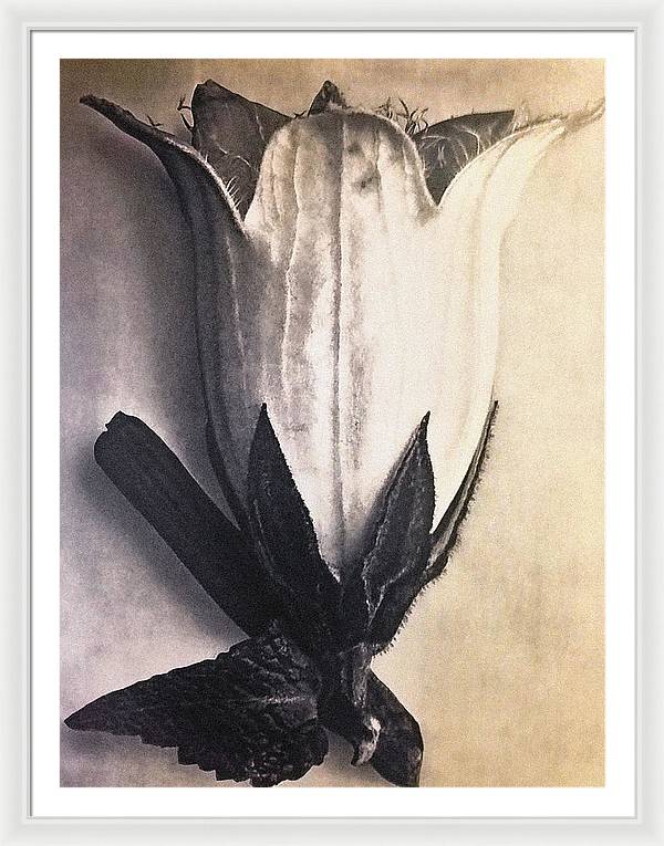 Herbarium, Plate 4, c1920 / Art Photo - Framed Print