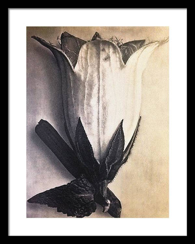 Herbarium, Plate 4, c1920 / Art Photo - Framed Print