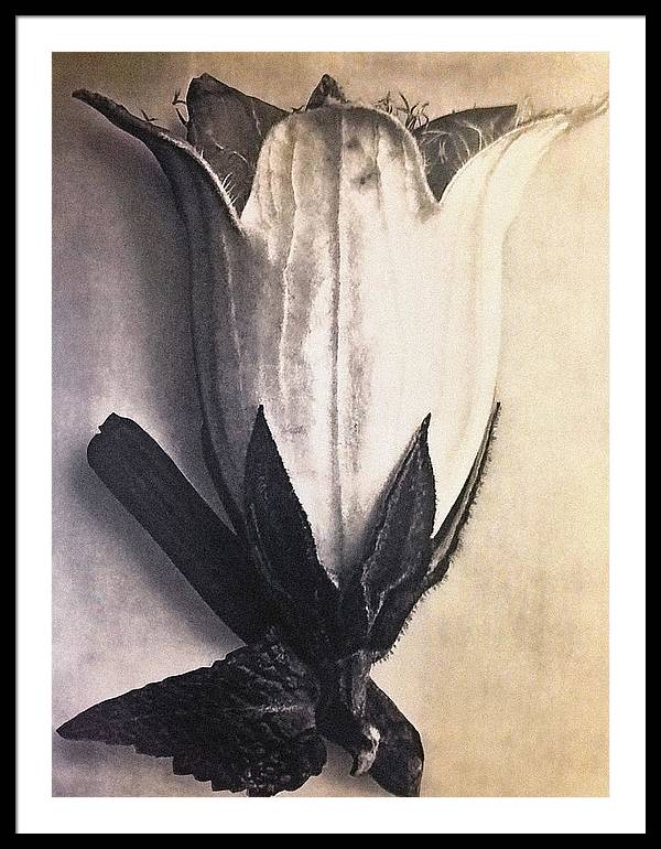 Herbarium, Plate 4, c1920 / Art Photo - Framed Print