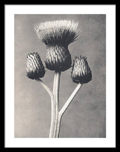 Herbarium, Plate 43, c1920 / Art Photo - Framed Print