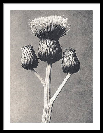 Herbarium, Plate 43, c1920 / Art Photo - Framed Print