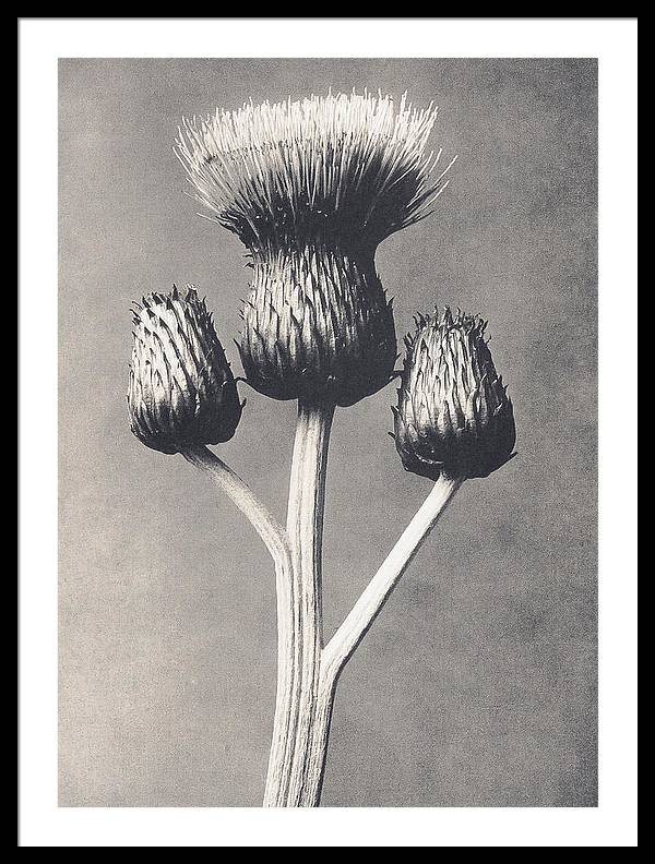 Herbarium, Plate 43, c1920 / Art Photo - Framed Print