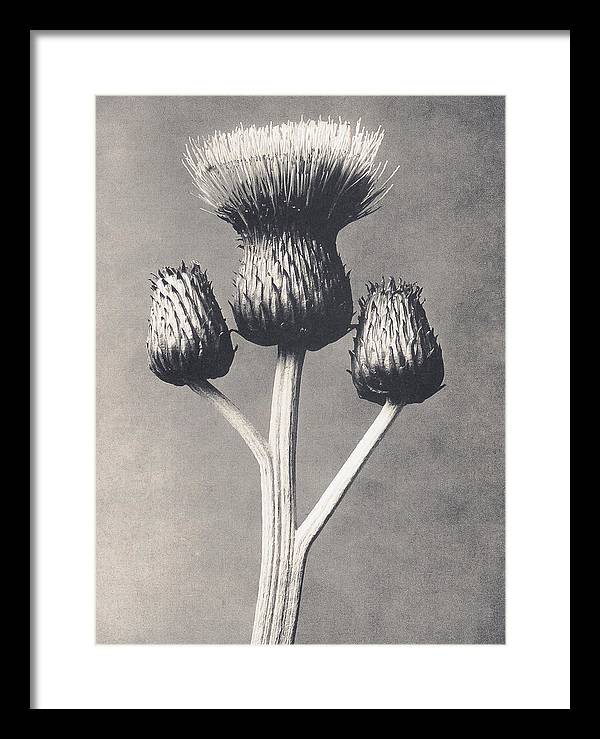 Herbarium, Plate 43, c1920 / Art Photo - Framed Print