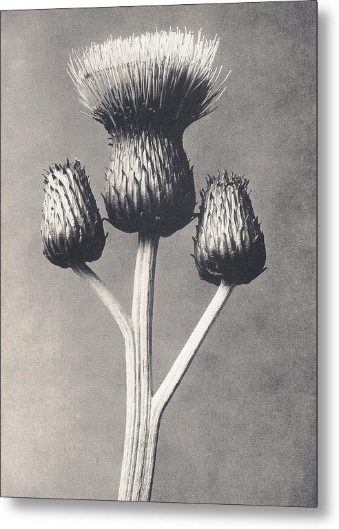 Herbarium, Plate 43, c1920 / Art Photo - Metal Print