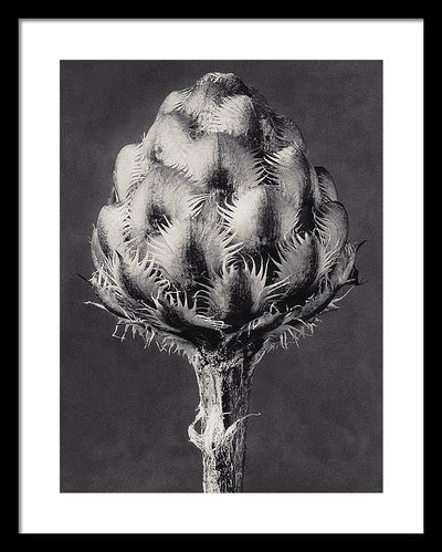 Herbarium, Plate 44, c1920 / Art Photo - Framed Print