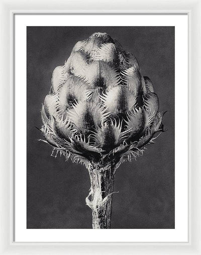 Herbarium, Plate 44, c1920 / Art Photo - Framed Print