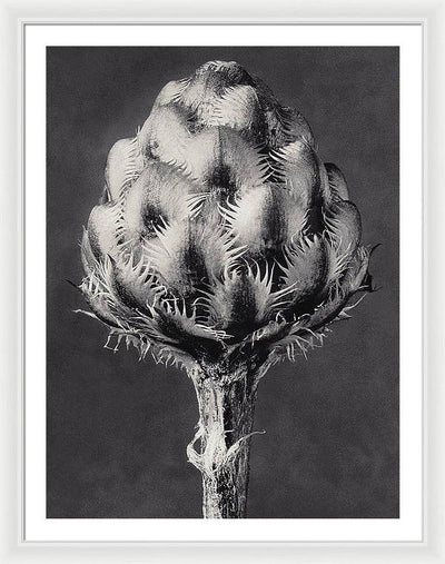 Herbarium, Plate 44, c1920 / Art Photo - Framed Print