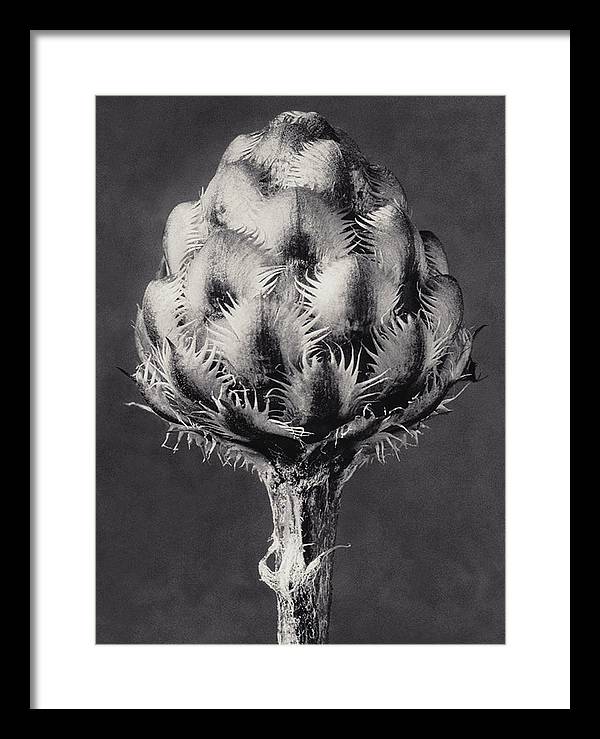 Herbarium, Plate 44, c1920 / Art Photo - Framed Print