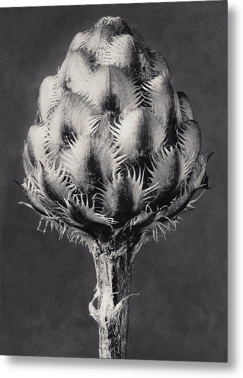 Herbarium, Plate 44, c1920 / Art Photo - Metal Print