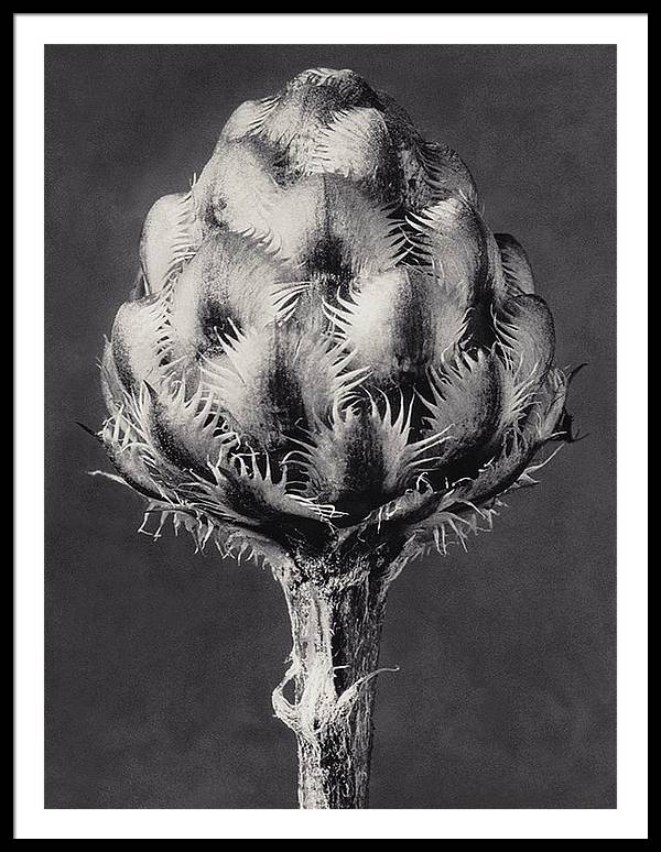 Herbarium, Plate 44, c1920 / Art Photo - Framed Print