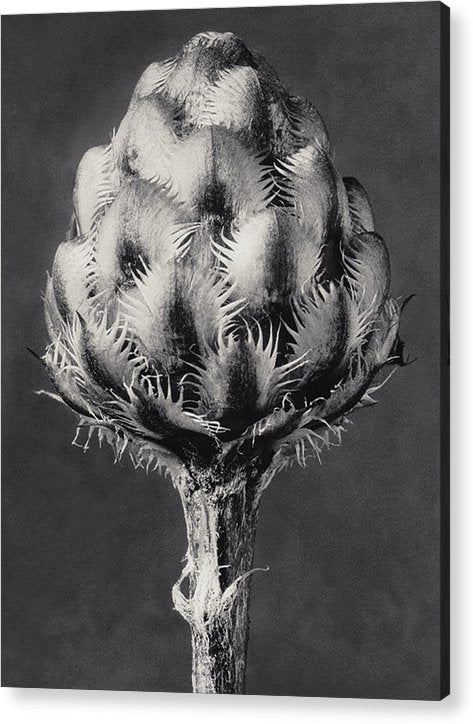 Herbarium, Plate 44, c1920 / Art Photo - Acrylic Print