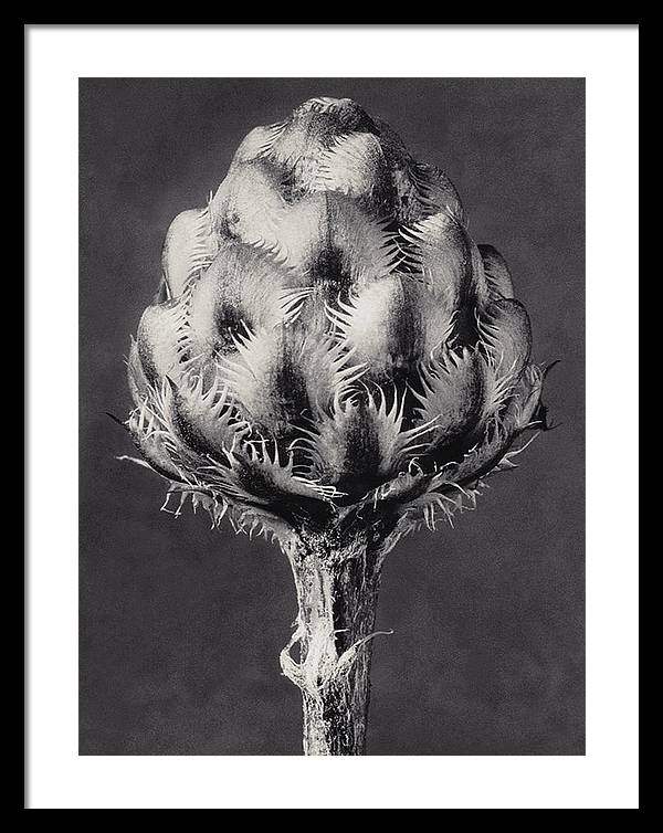 Herbarium, Plate 44, c1920 / Art Photo - Framed Print