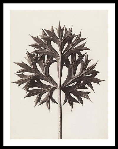 Herbarium, Plate 45, c1920 / Art Photo - Framed Print