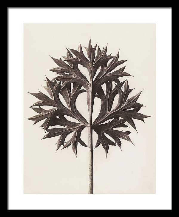 Herbarium, Plate 45, c1920 / Art Photo - Framed Print