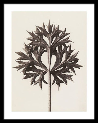 Herbarium, Plate 45, c1920 / Art Photo - Framed Print