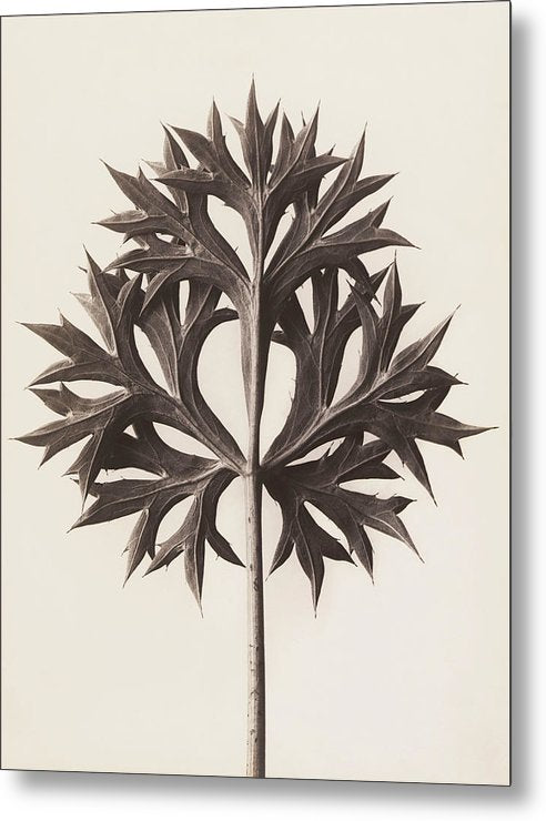 Herbarium, Plate 45, c1920 / Art Photo - Metal Print