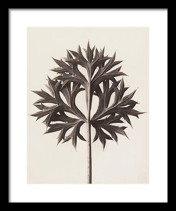 Herbarium, Plate 45, c1920 / Art Photo - Framed Print