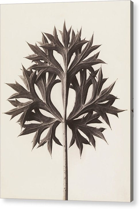 Herbarium, Plate 45, c1920 / Art Photo - Acrylic Print