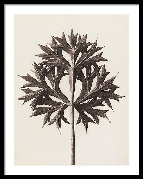 Herbarium, Plate 45, c1920 / Art Photo - Framed Print