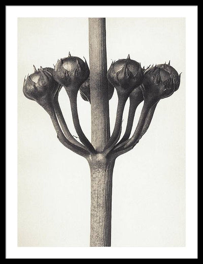 Herbarium, Plate 46, c1920 / Art Photo - Framed Print