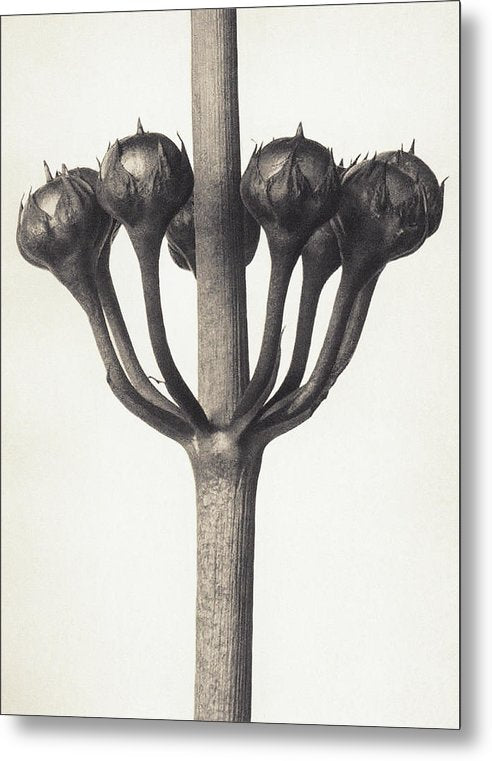 Herbarium, Plate 46, c1920 / Art Photo - Metal Print