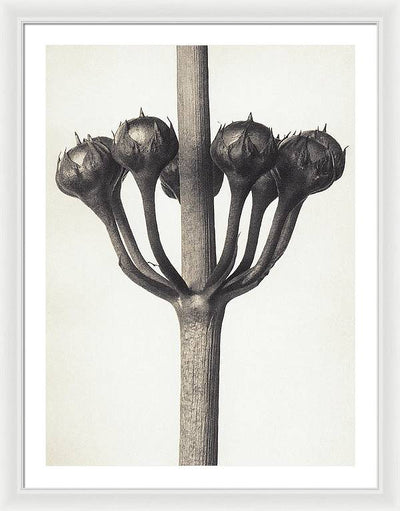 Herbarium, Plate 46, c1920 / Art Photo - Framed Print