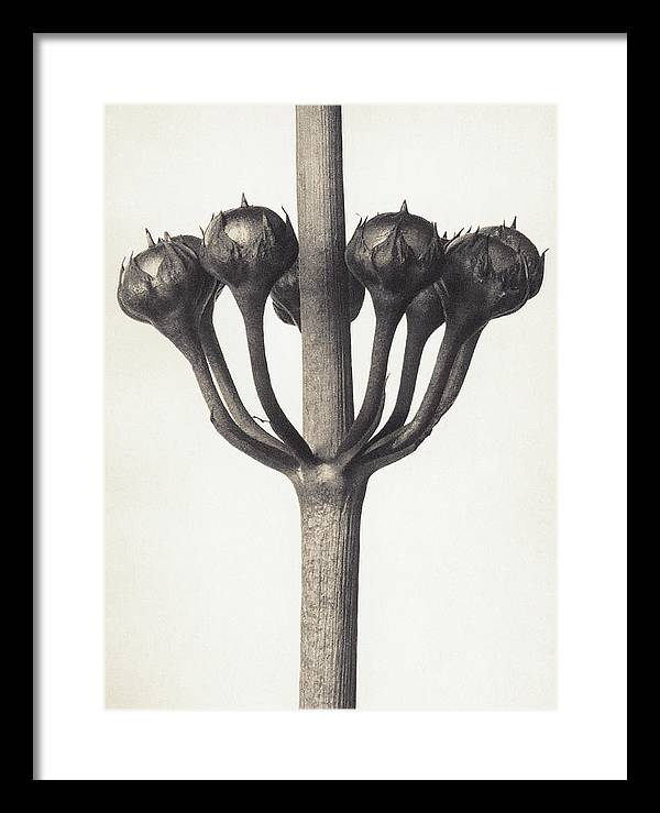 Herbarium, Plate 46, c1920 / Art Photo - Framed Print