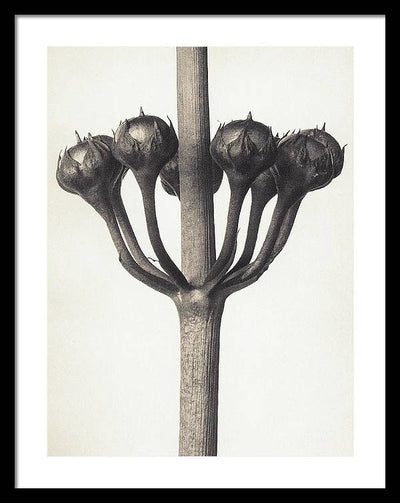 Herbarium, Plate 46, c1920 / Art Photo - Framed Print