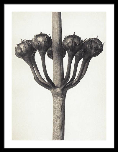 Herbarium, Plate 46, c1920 / Art Photo - Framed Print