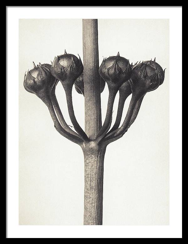 Herbarium, Plate 46, c1920 / Art Photo - Framed Print