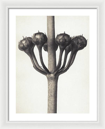 Herbarium, Plate 46, c1920 / Art Photo - Framed Print