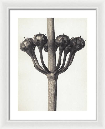 Herbarium, Plate 46, c1920 / Art Photo - Framed Print