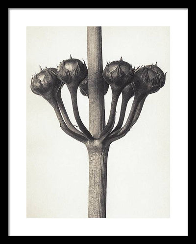 Herbarium, Plate 46, c1920 / Art Photo - Framed Print