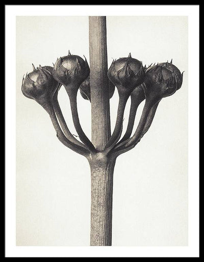 Herbarium, Plate 46, c1920 / Art Photo - Framed Print