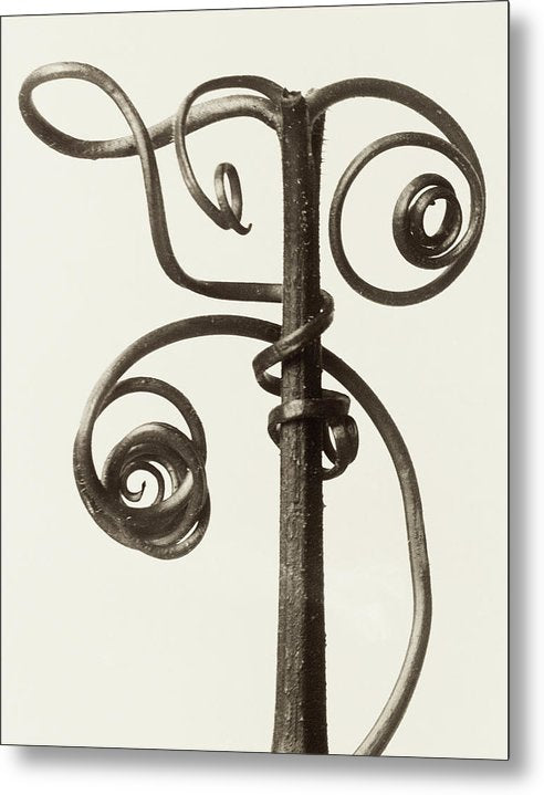 Herbarium, Plate 48, c1928 / Art Photo - Metal Print