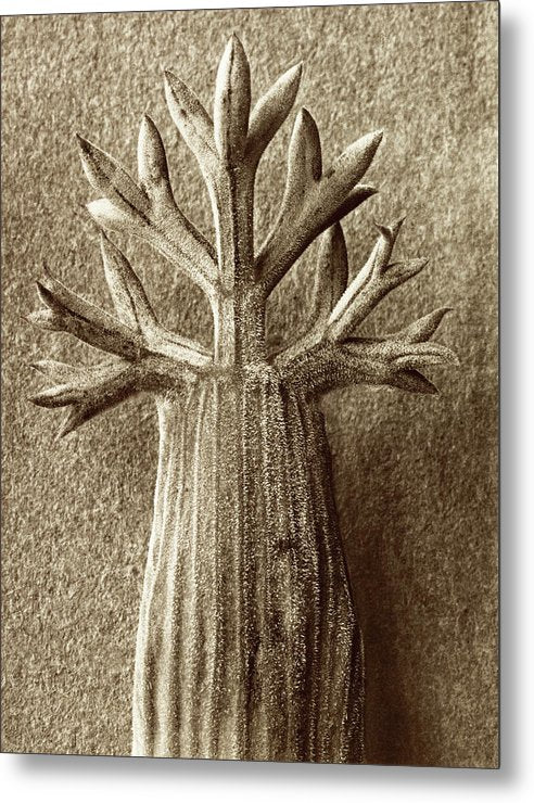 Herbarium, Plate 49, c1928 / Art Photo - Metal Print