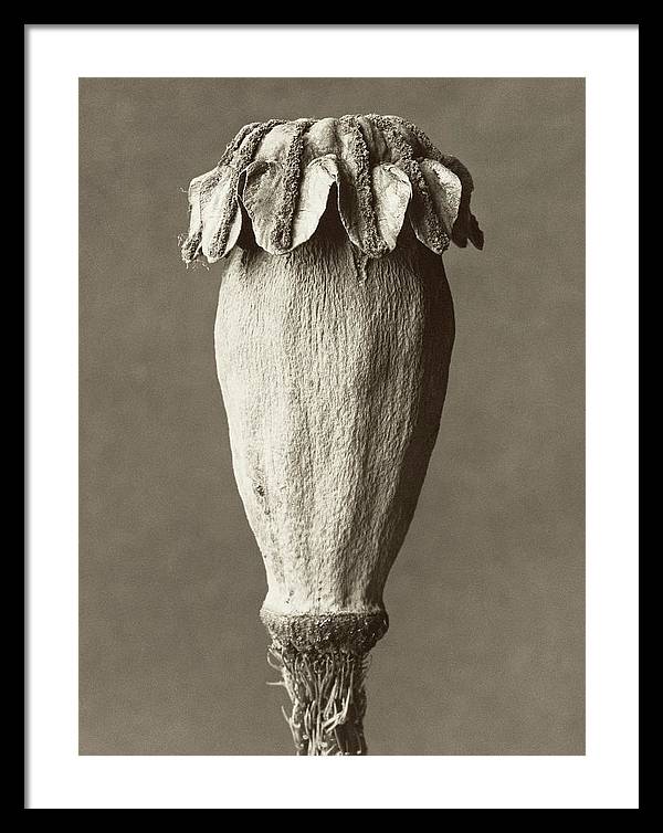 Herbarium, Plate 5, c1928 / Art Photo - Framed Print