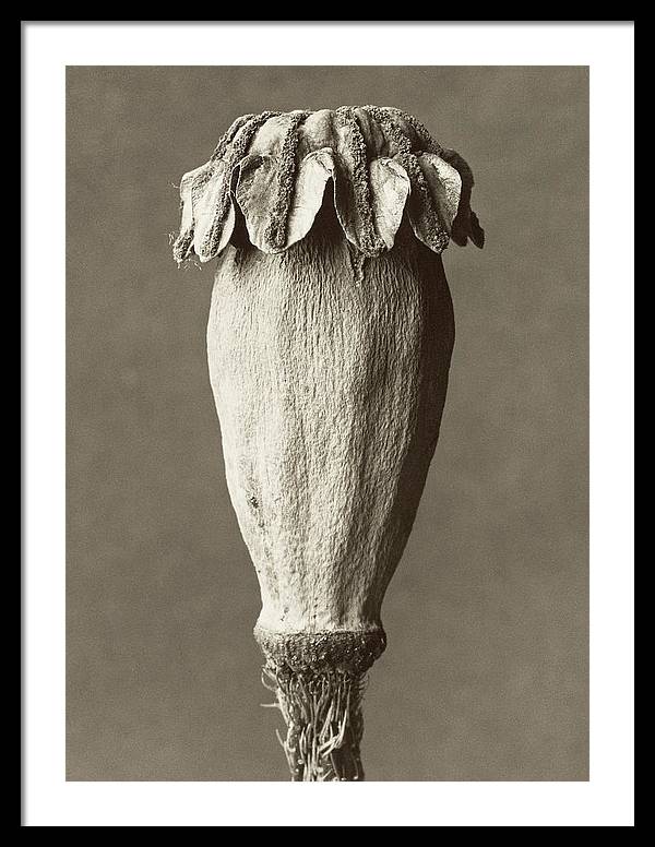 Herbarium, Plate 5, c1928 / Art Photo - Framed Print