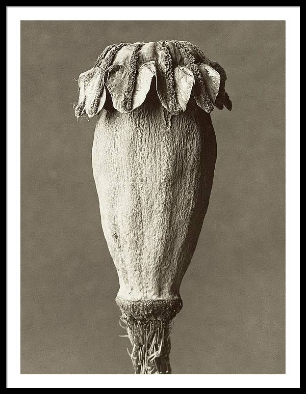 Herbarium, Plate 5, c1928 / Art Photo - Framed Print