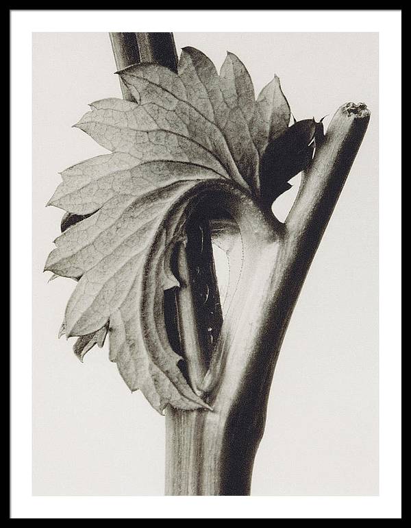 Herbarium, Plate 52, c1920 / Art Photo - Framed Print