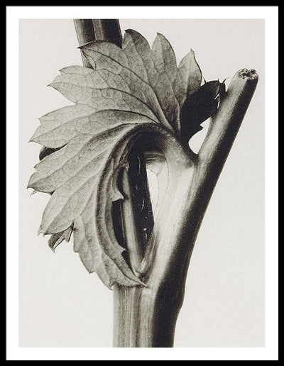 Herbarium, Plate 52, c1920 / Art Photo - Framed Print