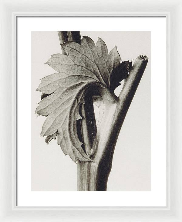 Herbarium, Plate 52, c1920 / Art Photo - Framed Print