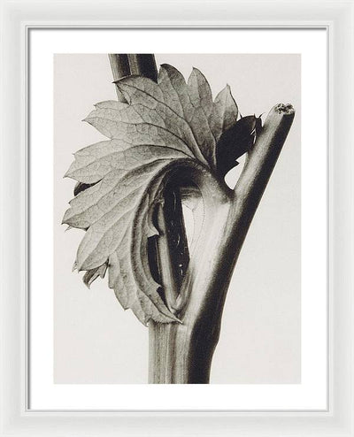 Herbarium, Plate 52, c1920 / Art Photo - Framed Print