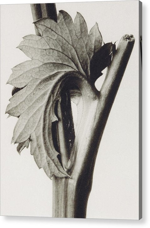 Herbarium, Plate 52, c1920 / Art Photo - Acrylic Print