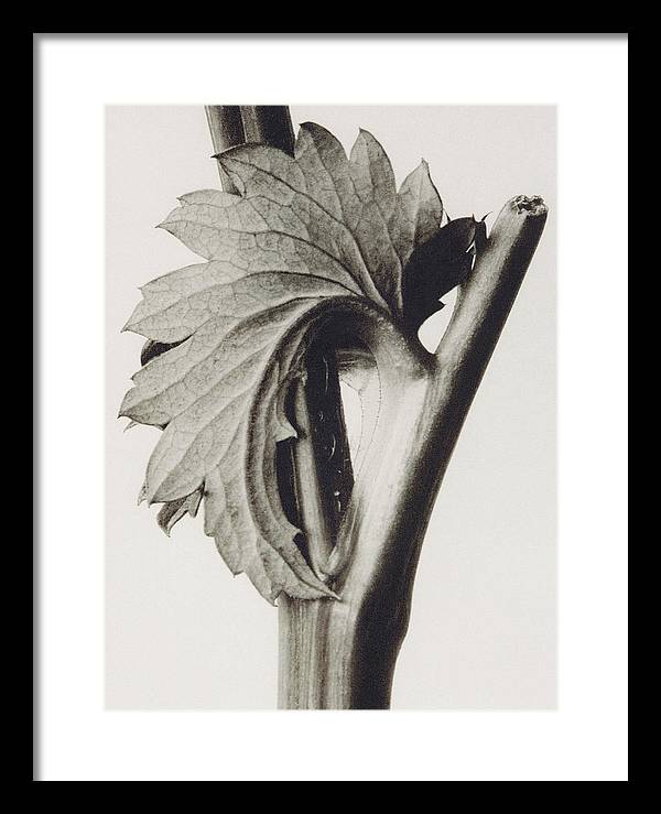 Herbarium, Plate 52, c1920 / Art Photo - Framed Print