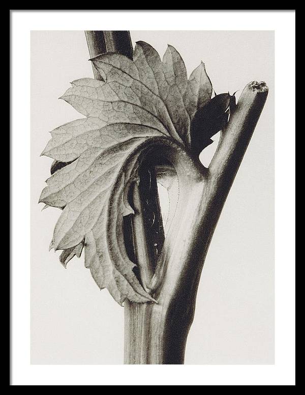 Herbarium, Plate 52, c1920 / Art Photo - Framed Print