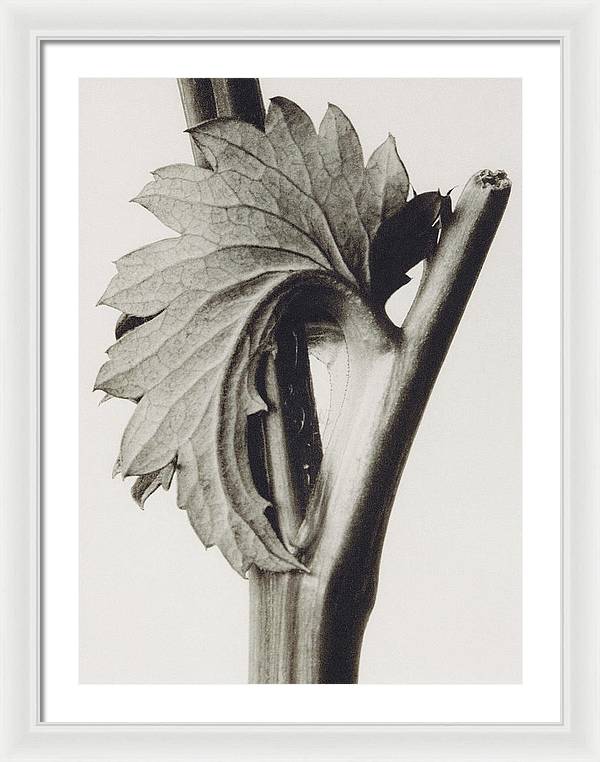 Herbarium, Plate 52, c1920 / Art Photo - Framed Print